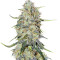 Northern Lights Autoflower feminisierte Samen (Seedstockers)