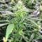 Pakistan Chitral Kush Standard (Ace Seeds) Cannabis-Samen