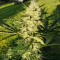 Purple Punch Autoflower (Seedstockers) Cannabis-Samen