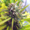 Speedy Chile Fast Flowering (RQS) Cannabis-Samen