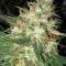 Strawberry Eclair (G13 Labs) Cannabis-Samen