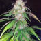 Wild Thailand Ryder Auto (World of Seeds) Cannabis-Samen