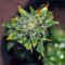 Blue Sherbet S1 strain