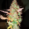 Green Crack Auto (Fast Buds) Cannabis-Samen