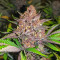 Red Hot Cookies feminisiertes Saatgut (Sweet Seeds)