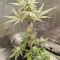 Tangie'matic Auto (Fast Buds) Cannabis-Samen zu verkaufen