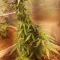 Gorilla Cookies Auto (Fast Buds) Cannabis-Samen zu verkaufen