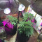 Purple Skunk Mass (Critical Mass Collective Seeds) Cannabis-Samen zu verkaufen