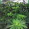 Green Gelato (RQS) Cannabis-Samen zu verkaufen