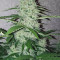 G14 Auto (Fast Buds) Cannabis-Samen zu verkaufen