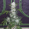 Bruce Banner Auto Cannabis-Samen Kaufen