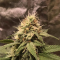 Leisure Zoot Larry (Dr. Krippling Seeds) Cannabis-Samen zu verkaufen