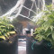 Wedding Cake Auto (Barney's Farm) Cannabis-Samen zu verkaufen