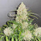 Runtz Auto Cannabis-Samen Kaufen