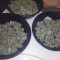 BCN Critical XXL Autoflower Cannabis-Samen Kaufen