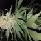 Amnesia Lemon Kush Cannabis-Samen Kaufen