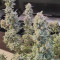 Gelato Auto Cannabis-Samen Kaufen