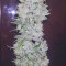 Gelato (Original Sensible Seeds) Cannabis-Samen zu verkaufen