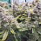 Purple Punch Auto (Fast Buds) Cannabis-Samen zu verkaufen
