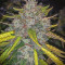 Stardawg Auto (Fast Buds) Cannabis-Samen zu verkaufen
