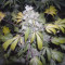 The Church Cannabis-Samen Kaufen