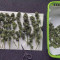 G13 Haze (Barney's Farm) Cannabis-Samen zu verkaufen