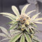 Strawberry Lemonade Cannabis-Samen Kaufen