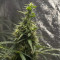 O.G. Kush Autoflower (Seedstockers) Cannabis-Samen zu verkaufen