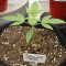 Auto Super Skunk Cannabis-Samen Kaufen