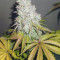 Kerosene Krash Cannabis-Samen Kaufen