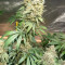Kaufe Runtz Gum Samen feminisiert von Original Sensible Seeds
