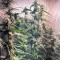 Skywalker OG Auto Samen feminisiert (Barney's Farm)
