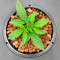 Sour Jealousy Auto feminisierte Samen (Fast Buds)