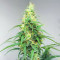Apple Betty Auto-Samen (Herbies Seeds)