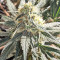 Blackberry Gum feminisierte Samen