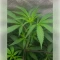 Fat Bastard (Blimburn Seeds)