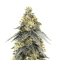 G.S. Cookies feminisierte Samen (Humboldt Seed Company)
