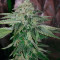 Girl Scout Cookies feminisierte Samen (Garden of Green)