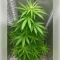 Northern Light Automatic (RQS) Cannabis-Samen
