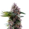 Permanent Marker (Royal Queen Seeds)