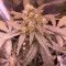 Runtz Muffin feminisierte Samen (Barney's Farm)