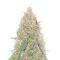 Sangria Poison Autoflower feminisierte Samen (Seedkeepers)