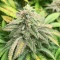 Section 781 (Blimburn x Herbies)