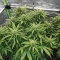 Tease Auto (Dr. Krippling Seeds) Cannabis-Samen