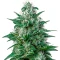 White Widow Auto CBD (GHS) Cannabis-Samen