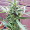 White Widow (Seedstockers) Cannabis-Samen