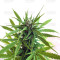 Z OG Auto (Barney's Farm) Cannabis-Samen