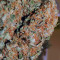 Atomic (Bomb Seeds) Cannabis-Samen