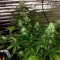 Auto New York City Diesel (Advanced Seeds) Cannabis-Samen