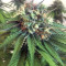 Bubble Bomb (Bomb Seeds) Cannabis-Samen